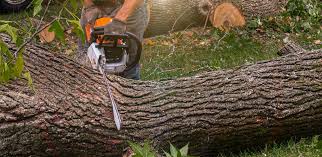 Best Emergency Tree Removal  in USA